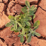 Standing on the shoulders of giants