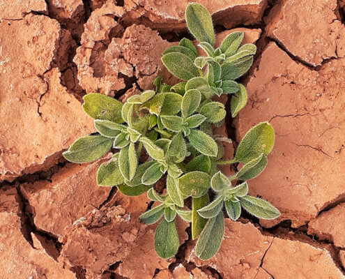 Standing on the shoulders of giants